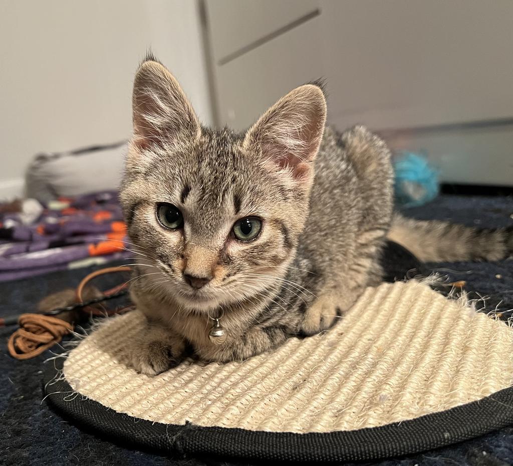 Enlarge Karen Walker, a Adoptable mixed breed in Parkville, MD image 2/4