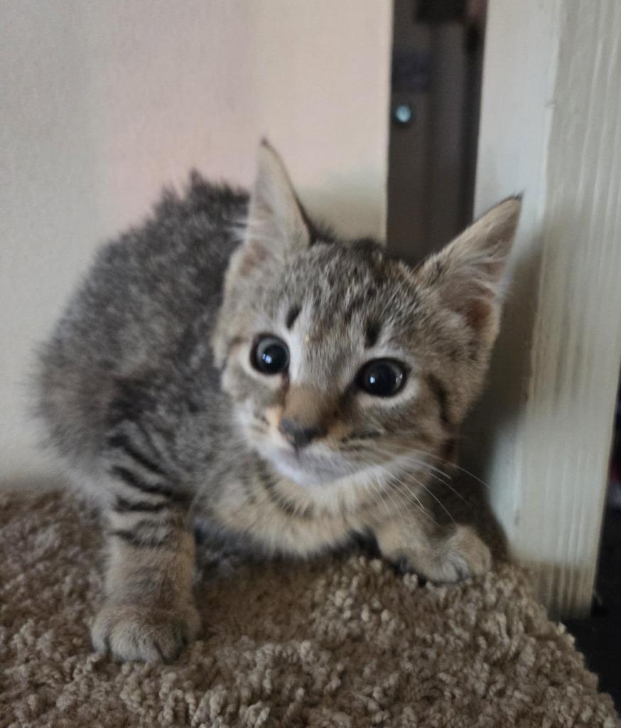 Enlarge Karen Walker, a Adoptable mixed breed in Parkville, MD image 3/4