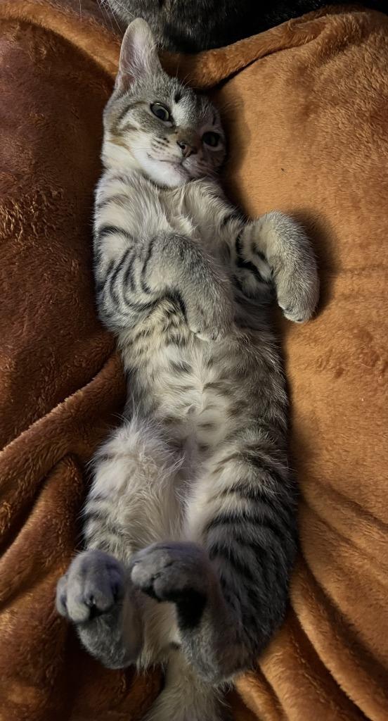 Enlarge Karen Walker, a Adoptable mixed breed in Parkville, MD image 3/6