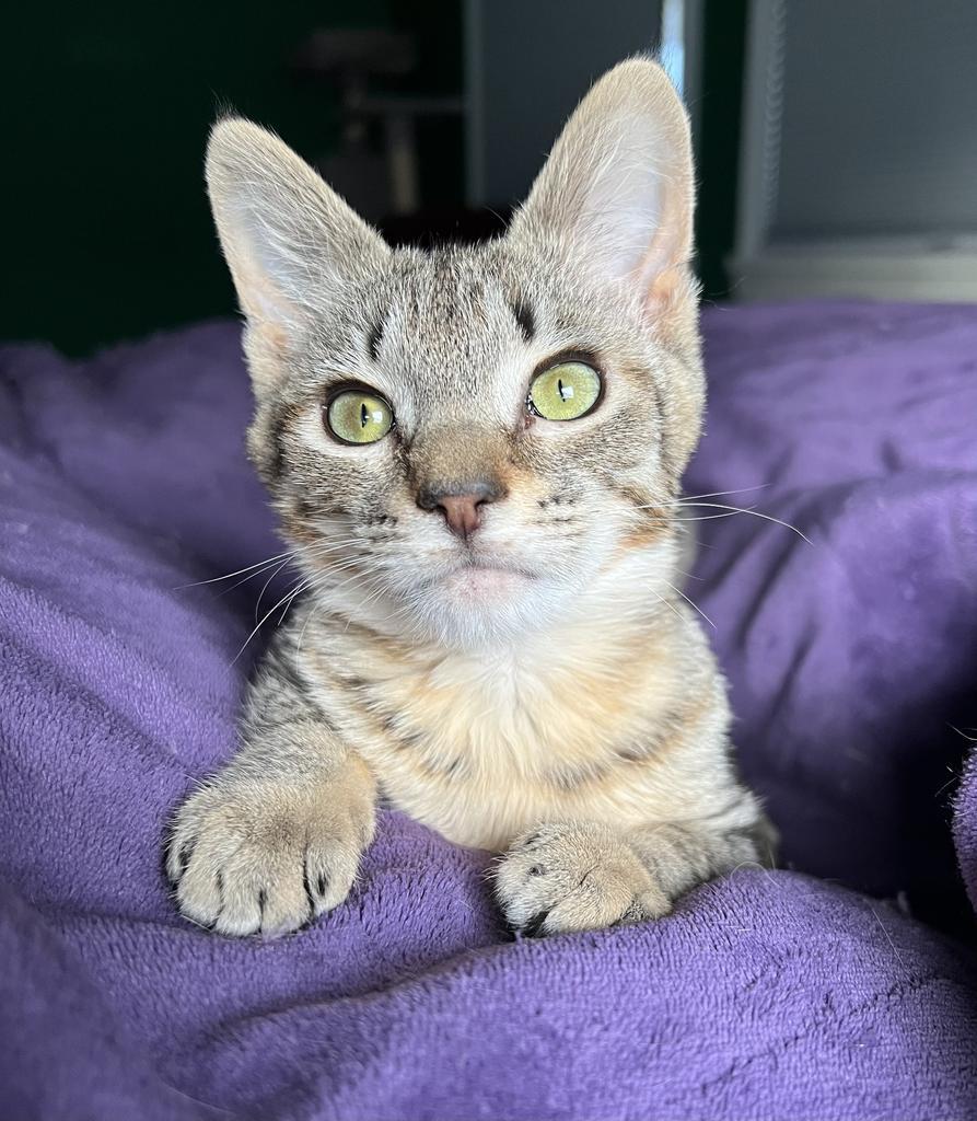 Enlarge Karen Walker, a Adoptable mixed breed in Parkville, MD image 4/6