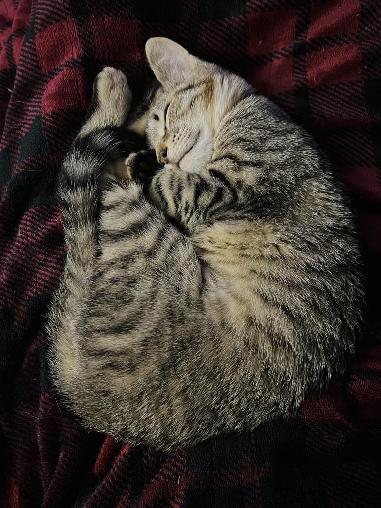 Enlarge Karen Walker, a Adoptable mixed breed in Parkville, MD image 5/6