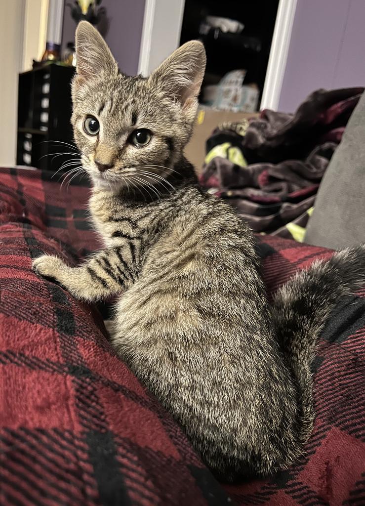 Enlarge Karen Walker, a Adoptable mixed breed in Parkville, MD image 4/4