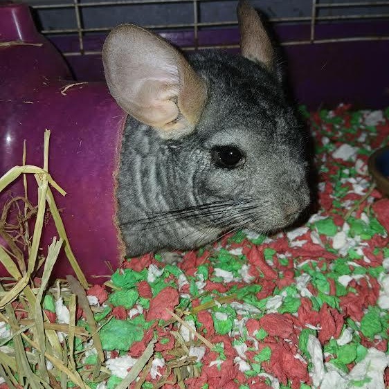 Wilbur, an adopted Chinchilla in Dearborn, MO image 1/3