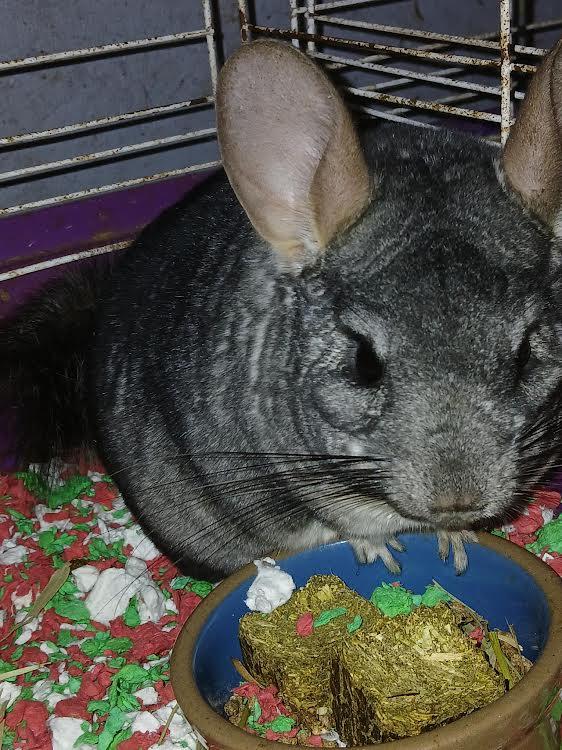 Wilbur, an adopted Chinchilla in Dearborn, MO image 2/3