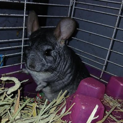 Wilbur, an adopted Chinchilla in Dearborn, MO image 3/3