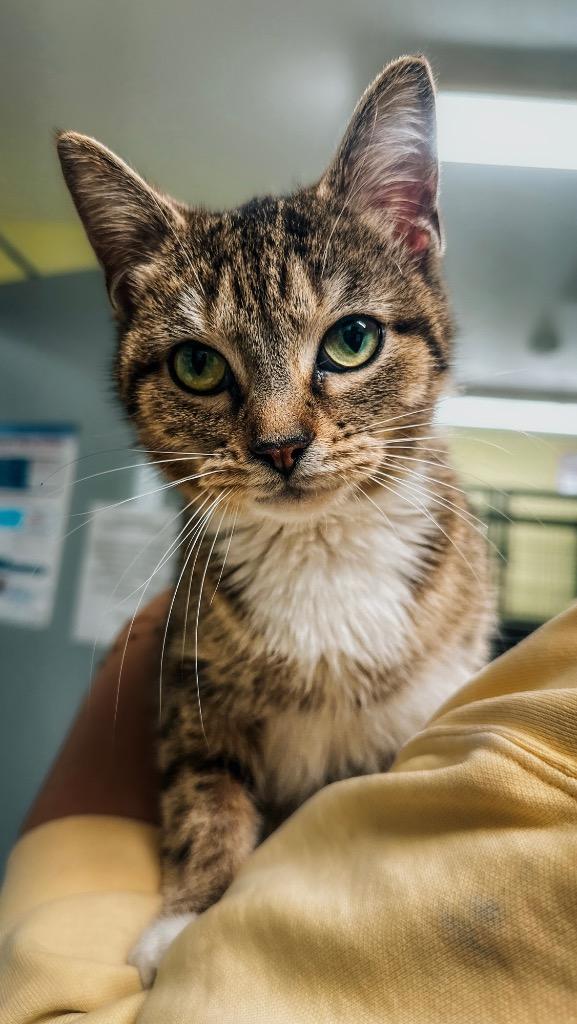 Embry, a Adoptable mixed breed in Auburn, IN image 1/2