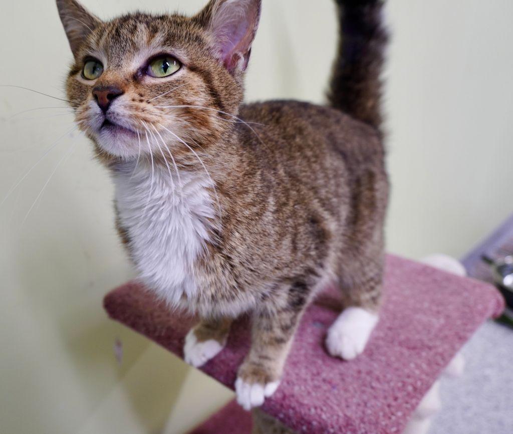 Embry, a Adoptable mixed breed in Auburn, IN image 2/2