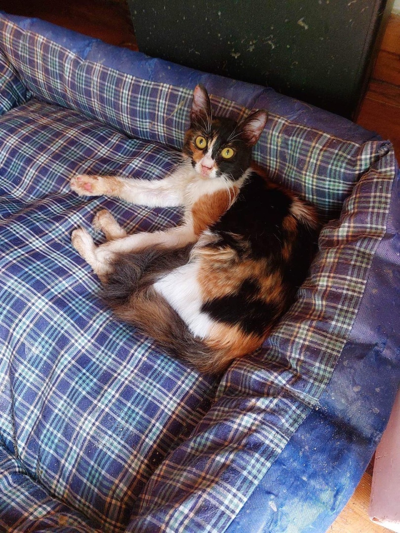 Enlarge Katie, a Adopted Calico in Brampton, ON image 1/3