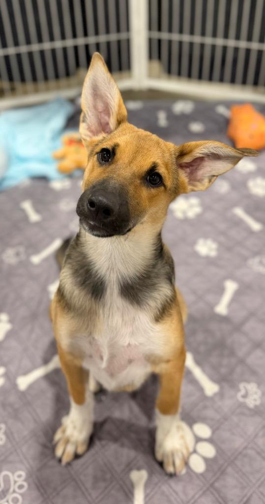 Dulcinea, Adoptable, Puppy Female Shepherd & Cattle Dog.