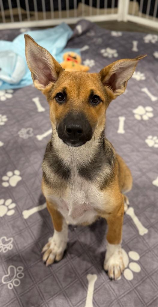Enlarge Dulcinea, a Adoptable mixed breed in Fort Lupton, CO image 2/2