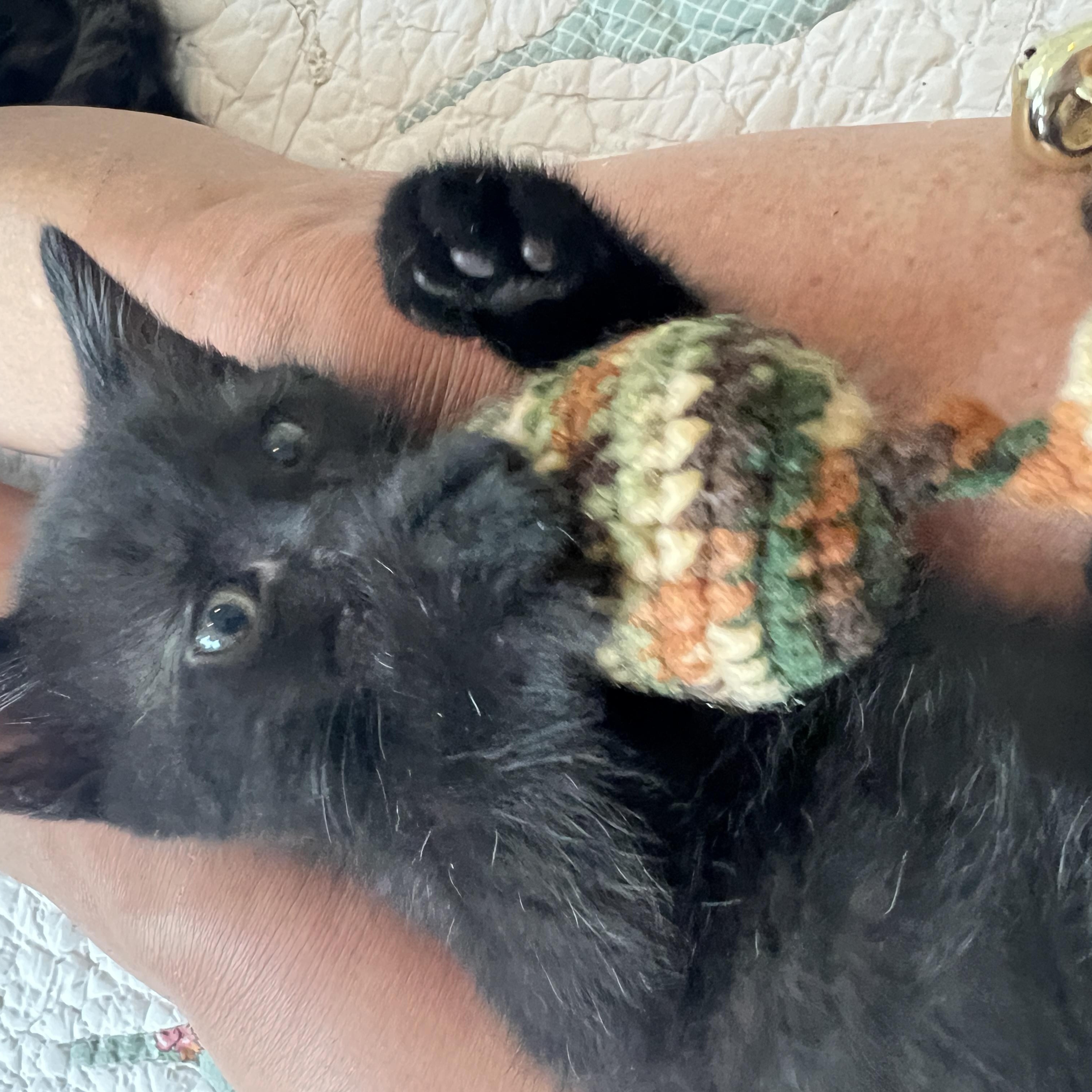 Enlarge Dahlia, an adopted Domestic Medium Hair in New Bern, NC image 2/2