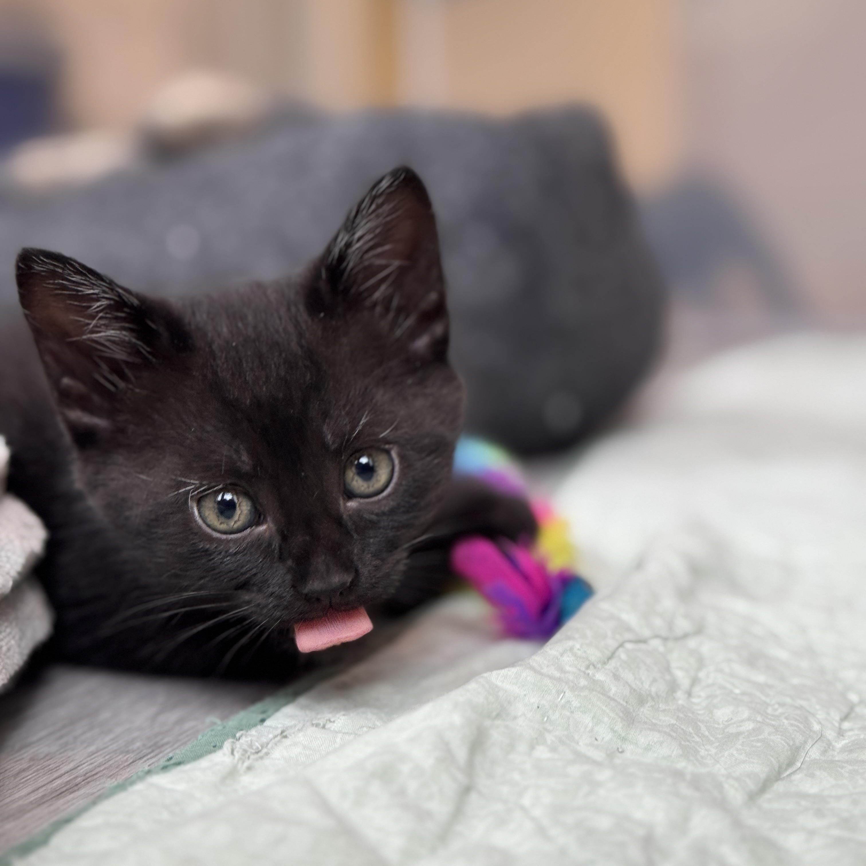 Enlarge Dahlia, an adopted Domestic Medium Hair in New Bern, NC image 1/2