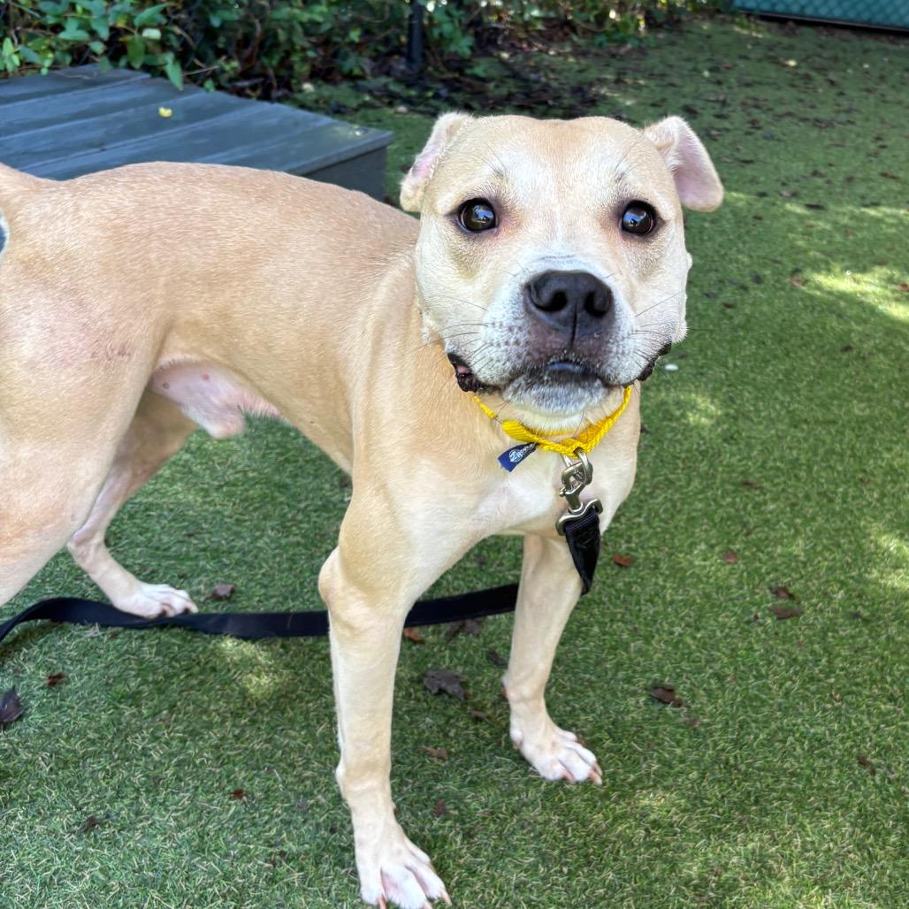 Scruggs, Adoptable, Adult Male Mixed Breed.