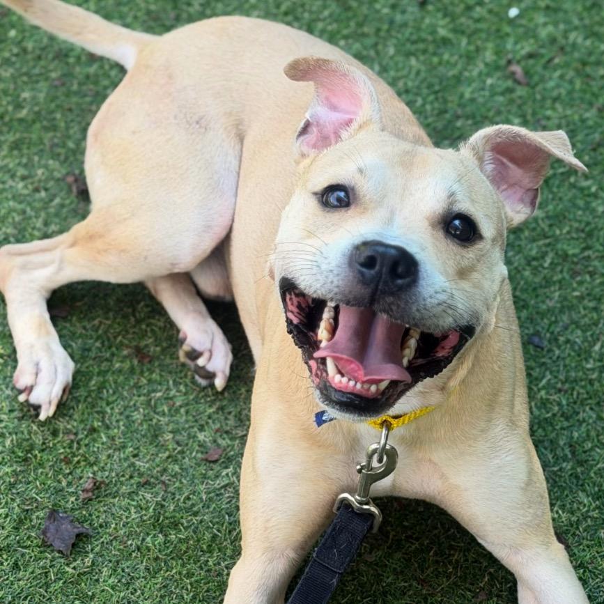 Enlarge Scruggs, a Adoptable Mixed Breed in Asheville, NC image 2/4