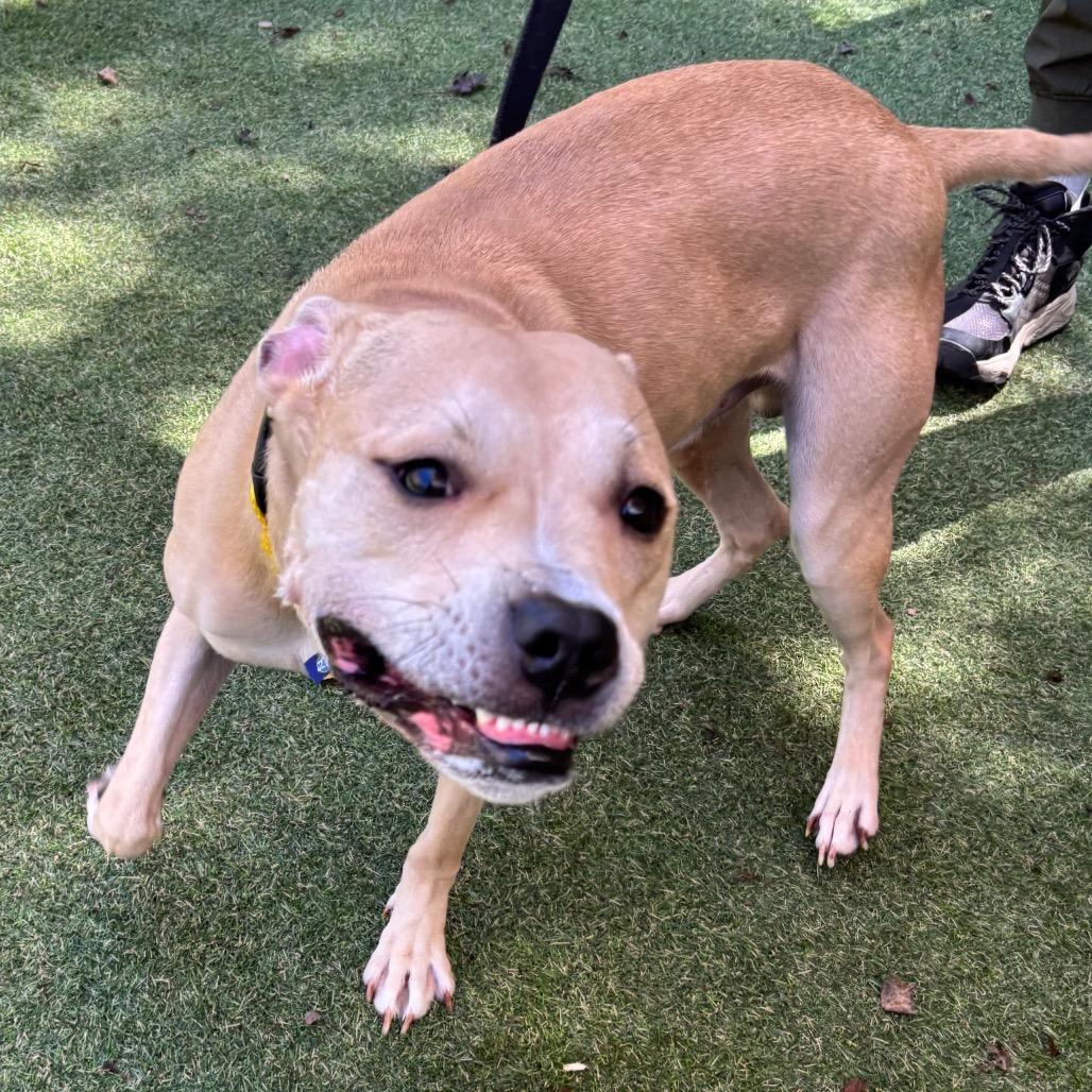 Enlarge Scruggs, a Adoptable Mixed Breed in Asheville, NC image 3/4