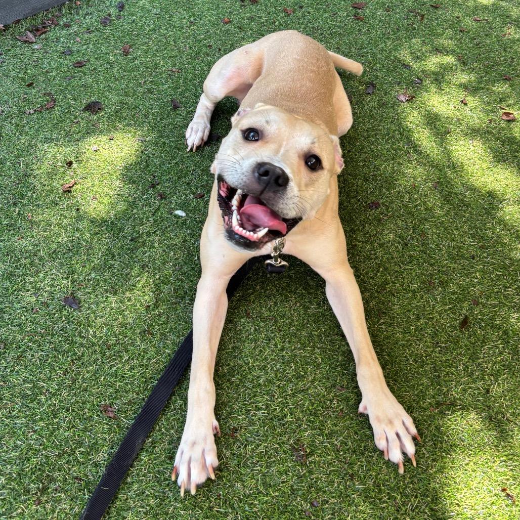 Enlarge Scruggs, a Adoptable Mixed Breed in Asheville, NC image 4/4