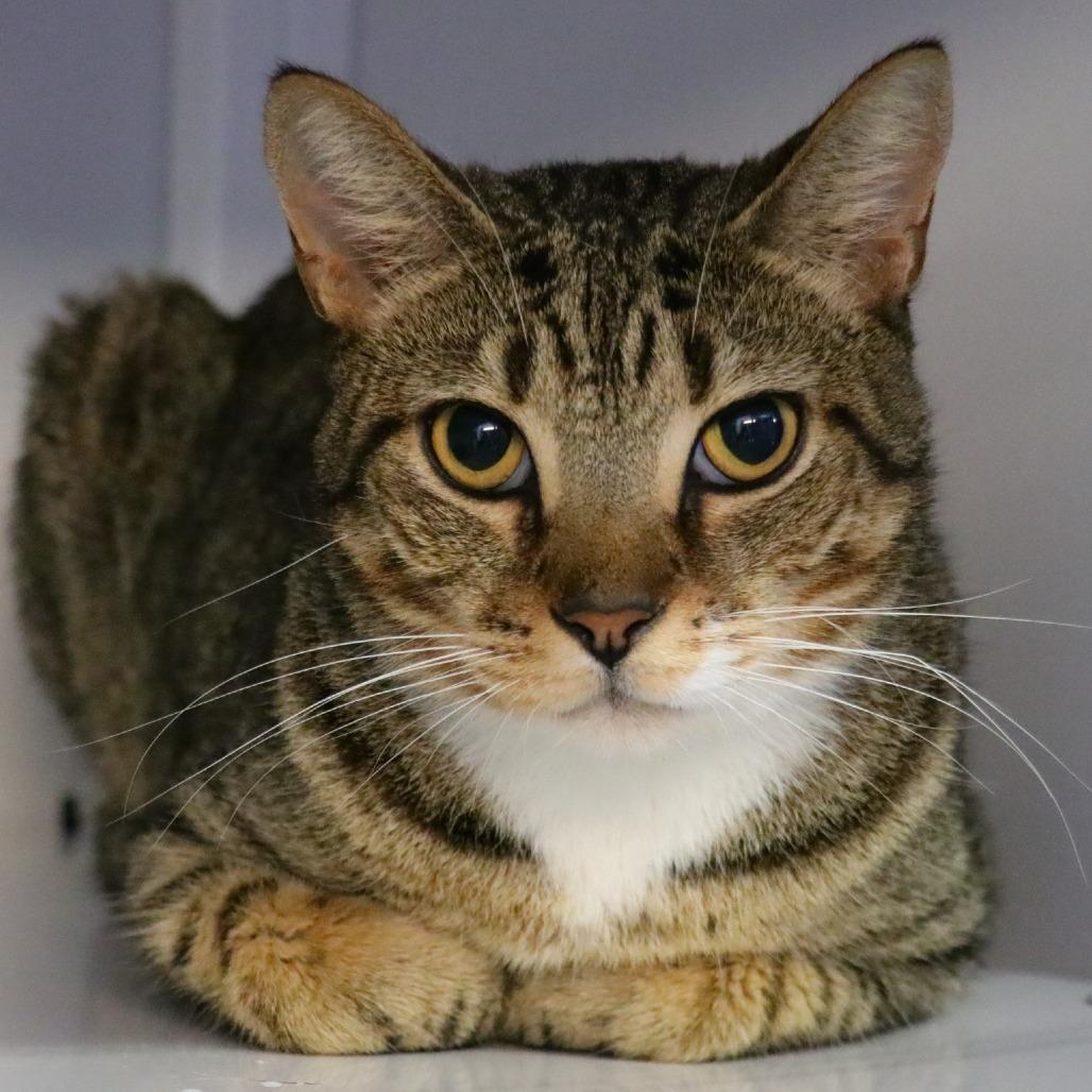 Cosmo, Adoptable, Adult Male Domestic Short Hair.