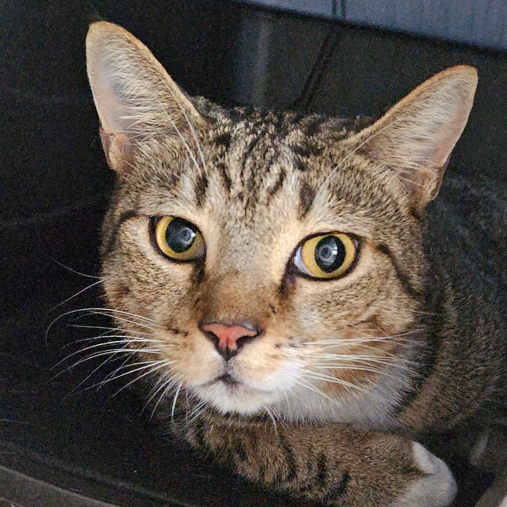 Enlarge Cosmo, a Adoptable Domestic Short Hair in Sarasota, FL image 2/6