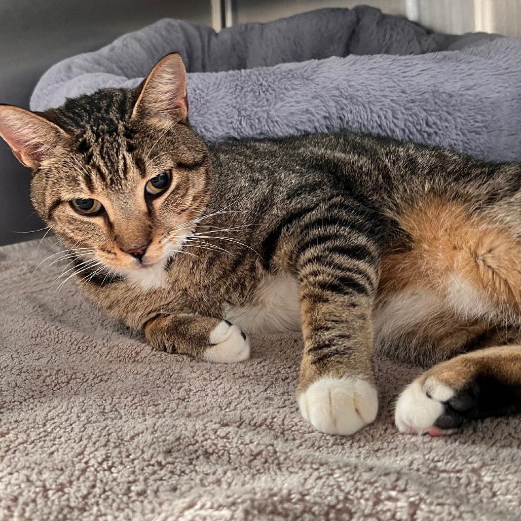 Enlarge Cosmo, a Adoptable Domestic Short Hair in Sarasota, FL image 3/6