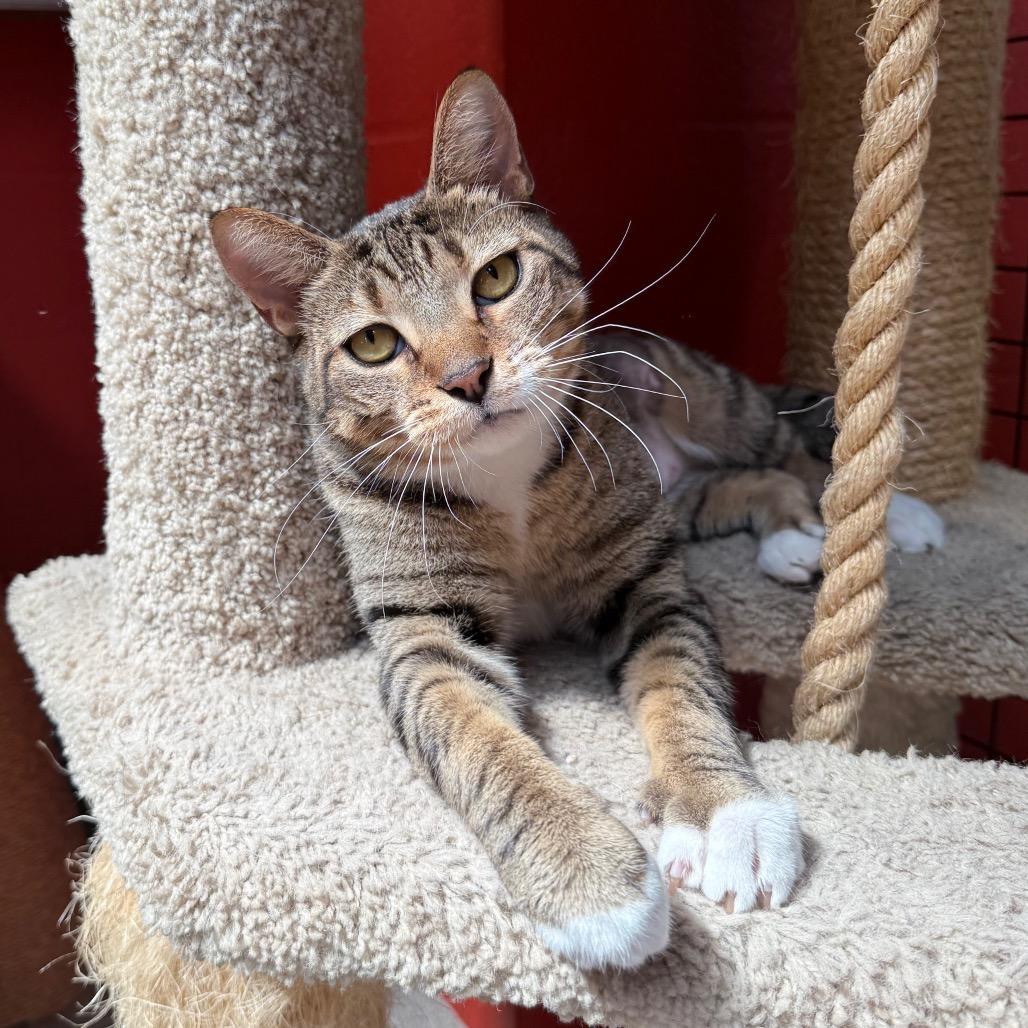 Enlarge Cosmo, a Adoptable Domestic Short Hair in Sarasota, FL image 4/6