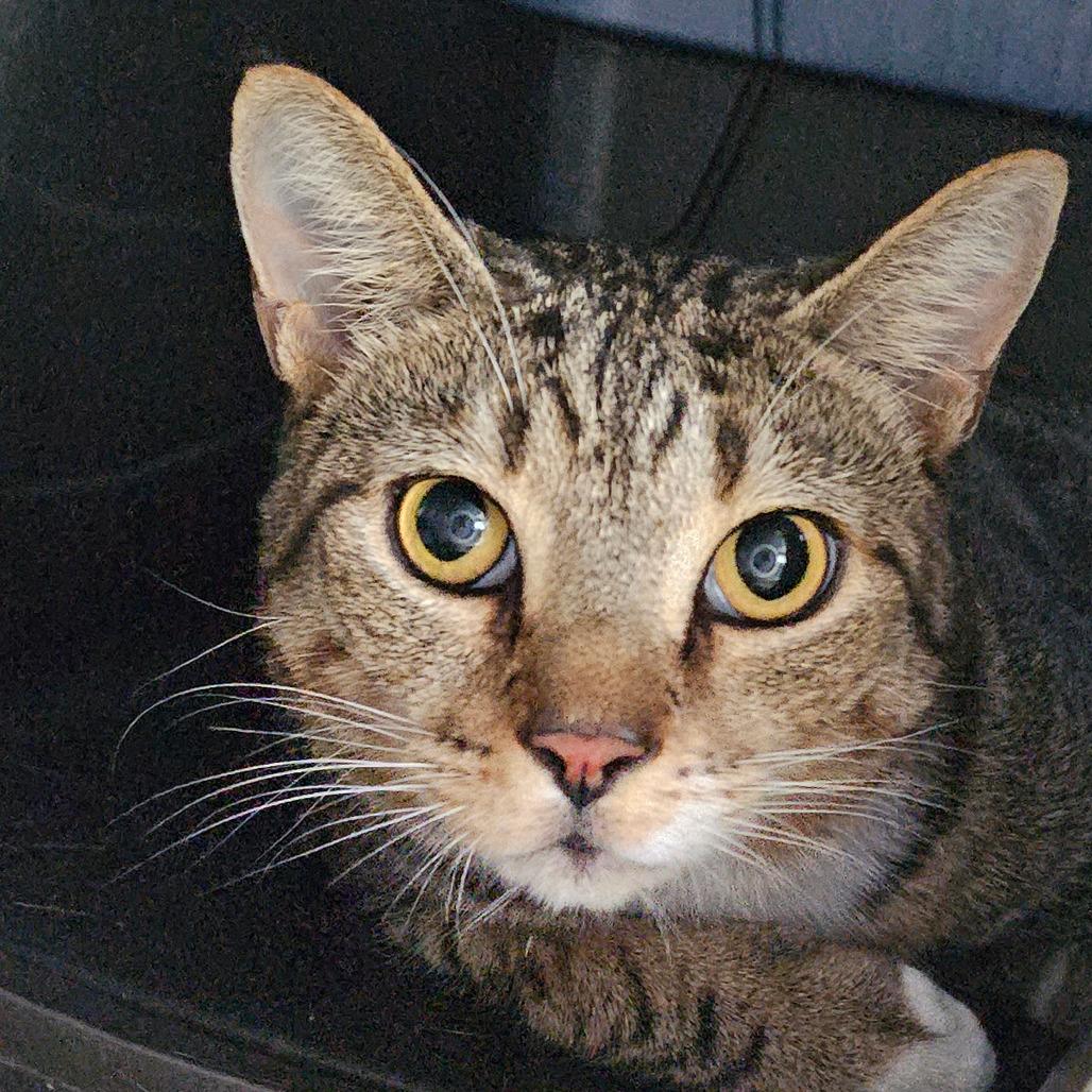 Enlarge Cosmo, a Adoptable Domestic Short Hair in Sarasota, FL image 5/6