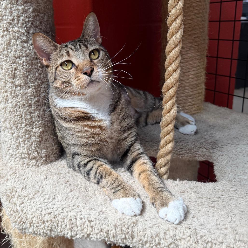 Enlarge Cosmo, a Adoptable Domestic Short Hair in Sarasota, FL image 6/6