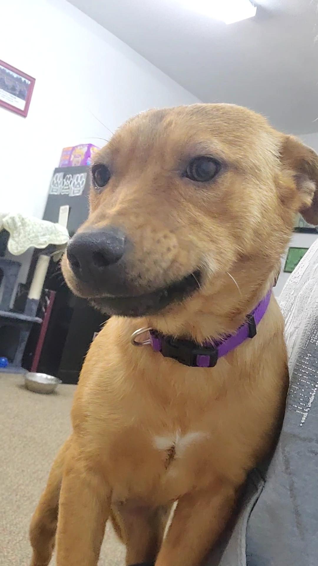 Enlarge Cora, an adopted mixed breed in Newcastle, WY image 2/3