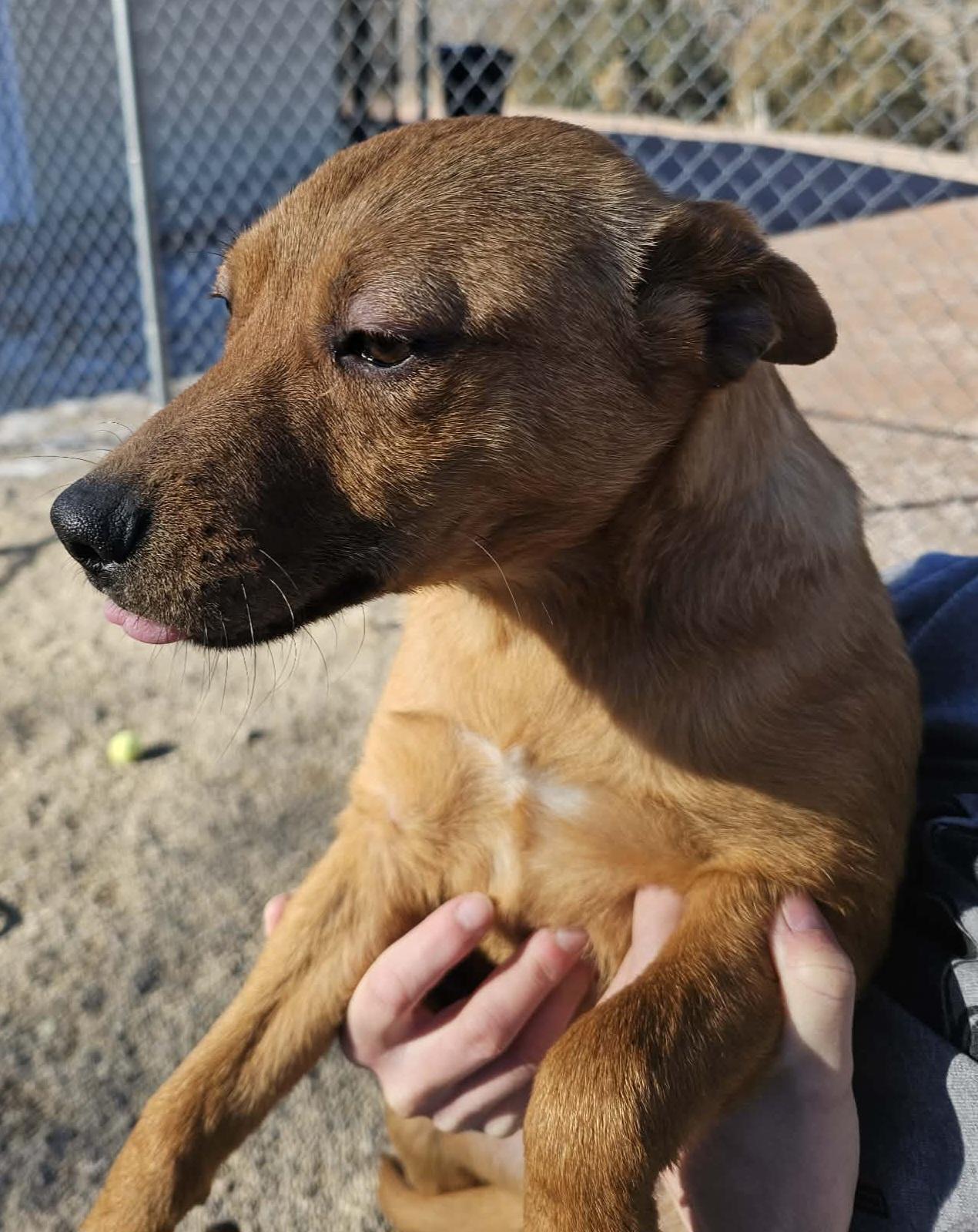 Enlarge Cora, an adopted mixed breed in Newcastle, WY image 1/3