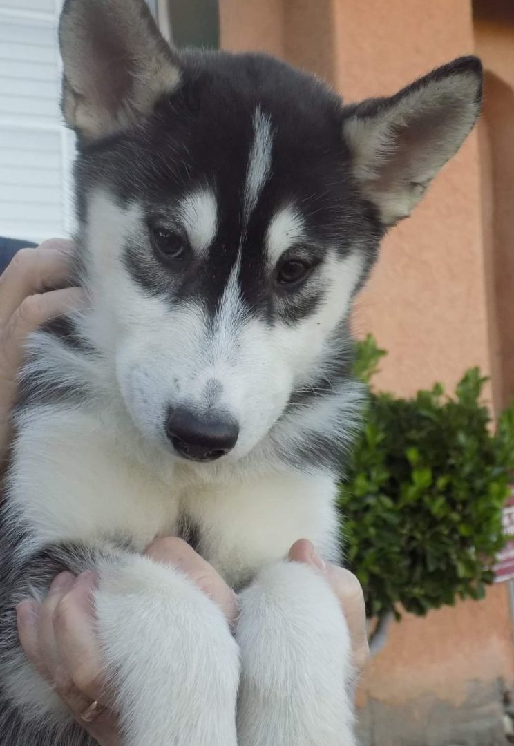 Enlarge TOPAZ, a Adopted Siberian Husky in Valencia, CA image 1/1