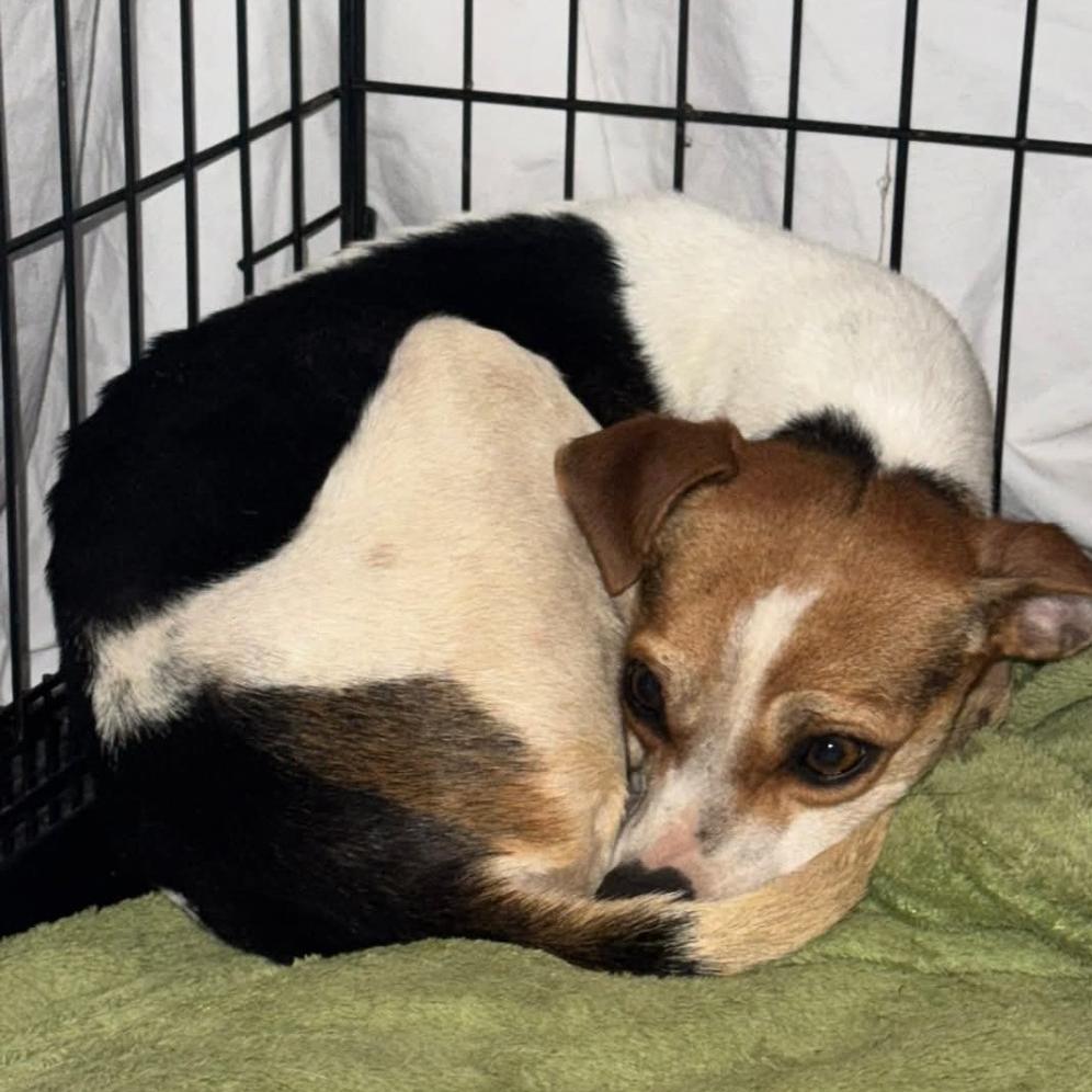 Enlarge Scrat, a Adoptable Rat Terrier in West Plains, MO image 1/5