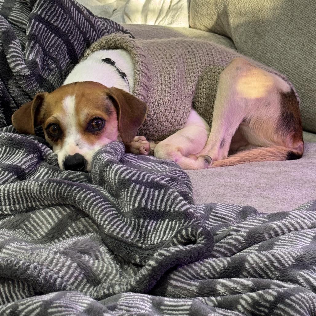 Enlarge Scrat, a Adoptable Rat Terrier in West Plains, MO image 2/5