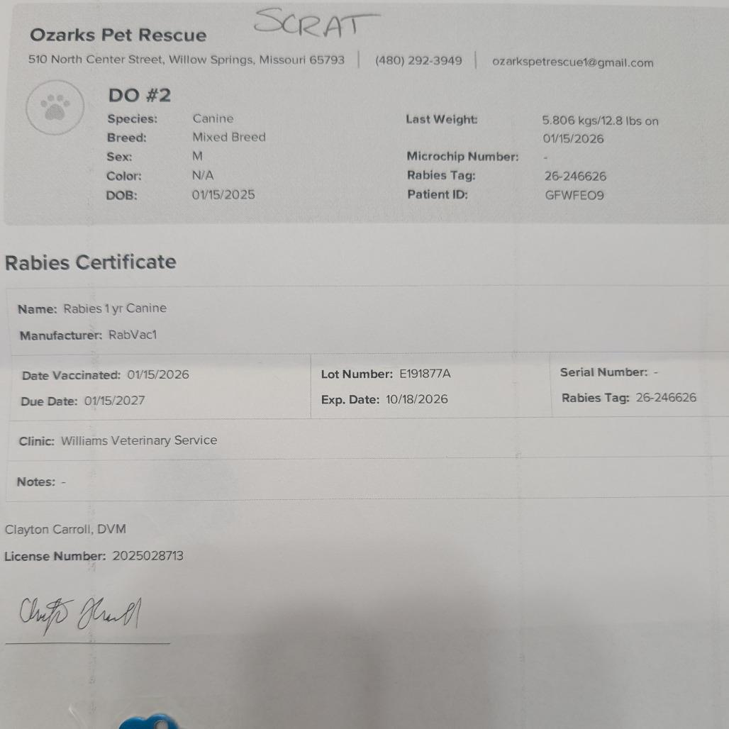 Enlarge Scrat, a Adoptable Rat Terrier in West Plains, MO image 3/5