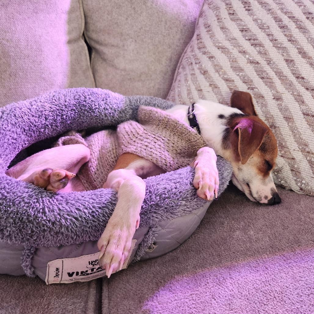 Enlarge Scrat, a Adoptable Rat Terrier in West Plains, MO image 4/5