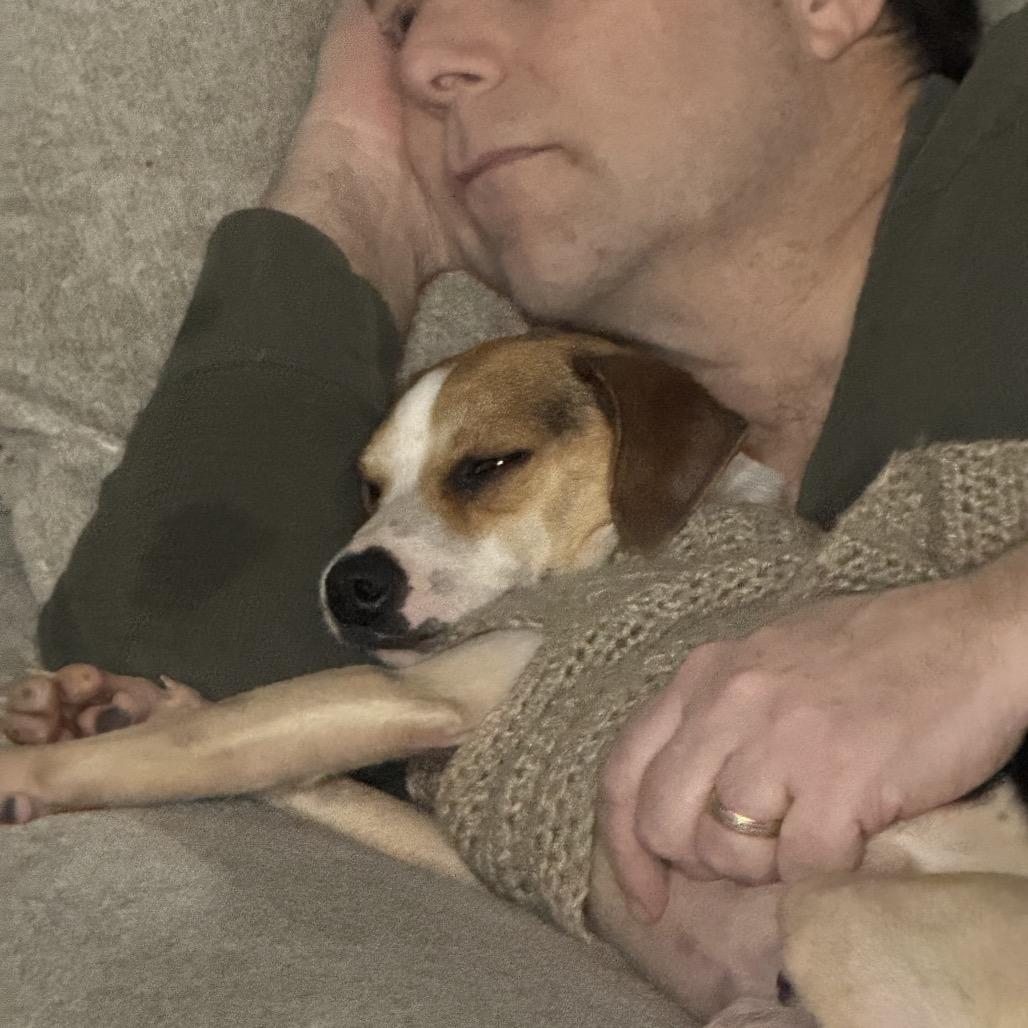 Enlarge Scrat, a Adoptable Rat Terrier in West Plains, MO image 5/5