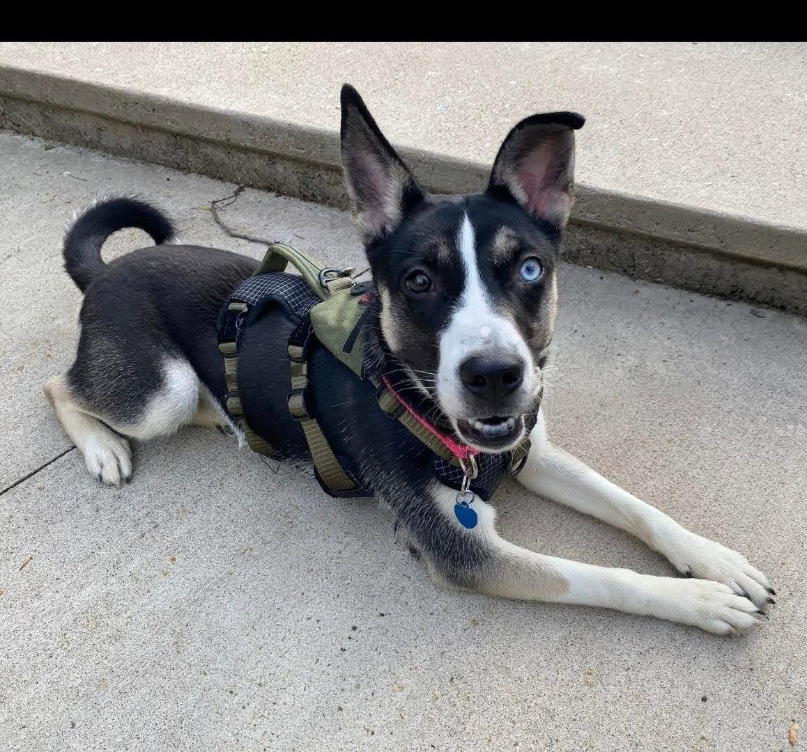 Bailey May, Adoptable, Young Female Pit Bull Terrier & Husky.