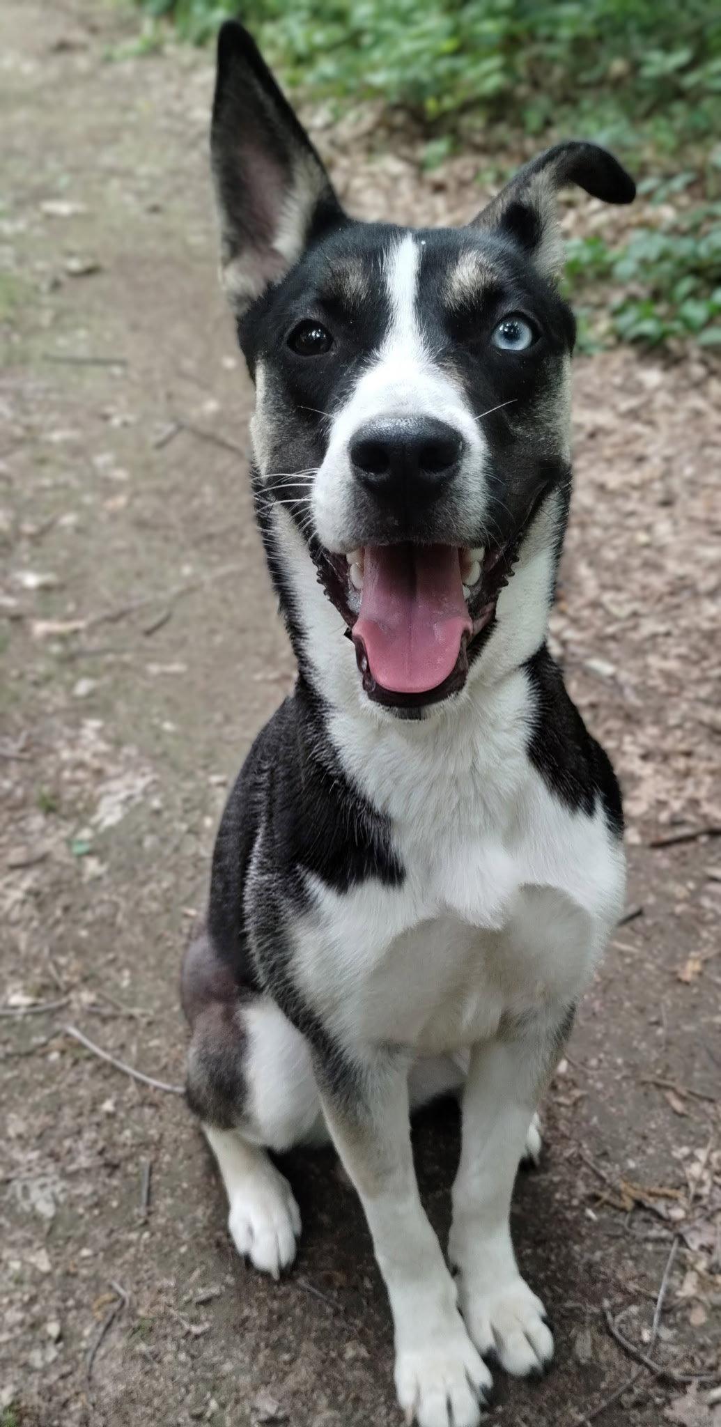 Bailey May, a Adoptable mixed breed in Berwick, PA image 2/3