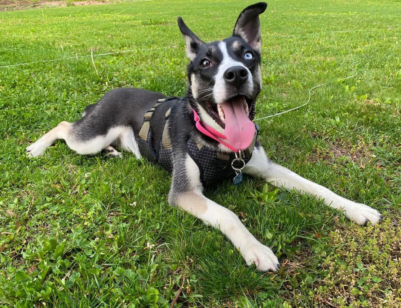 Bailey May, a Adoptable mixed breed in Berwick, PA image 3/3