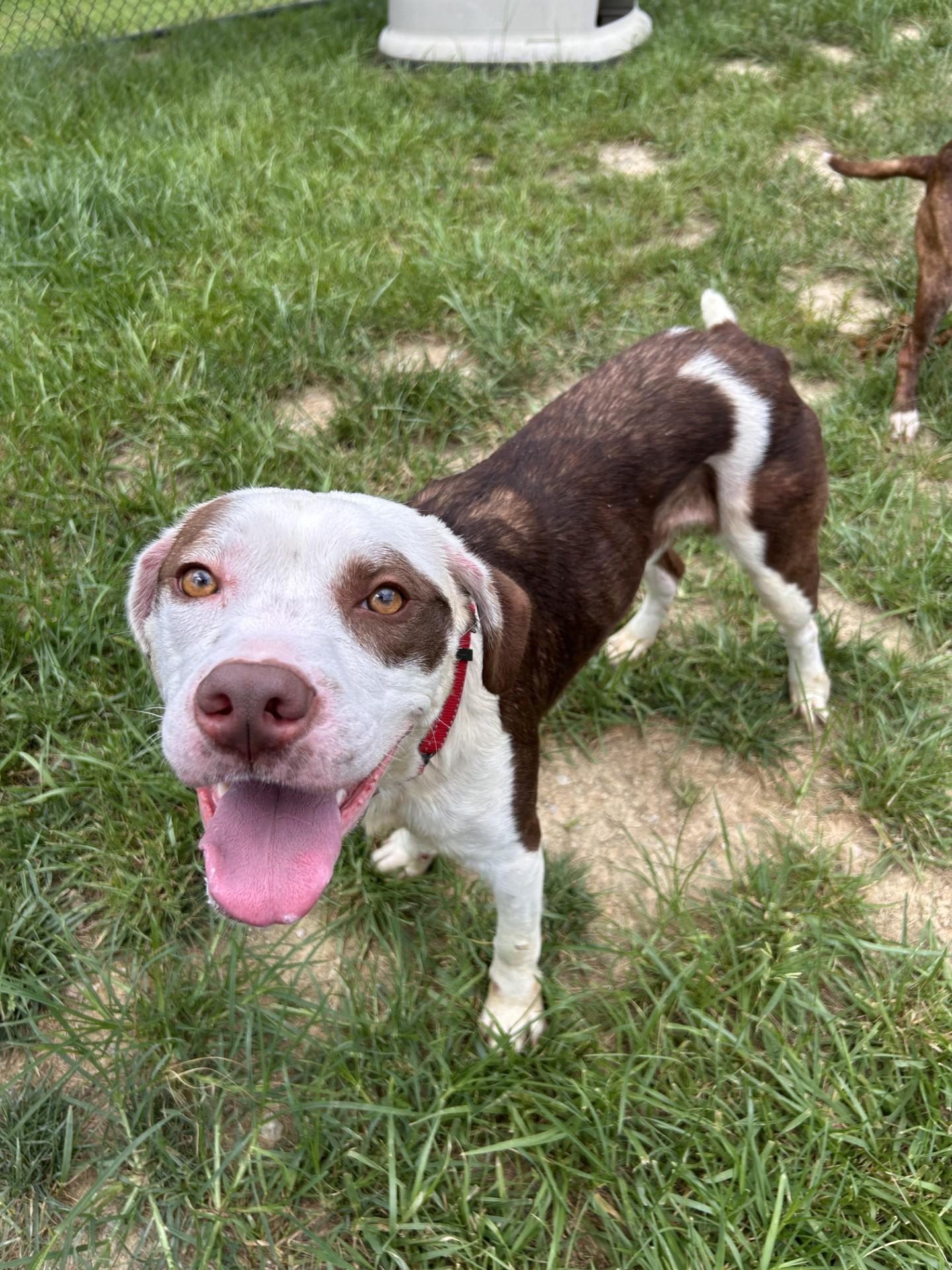 Enlarge Lacuna, a ADOPTABLE mixed breed in Shepherdsville, KY image 5/6
