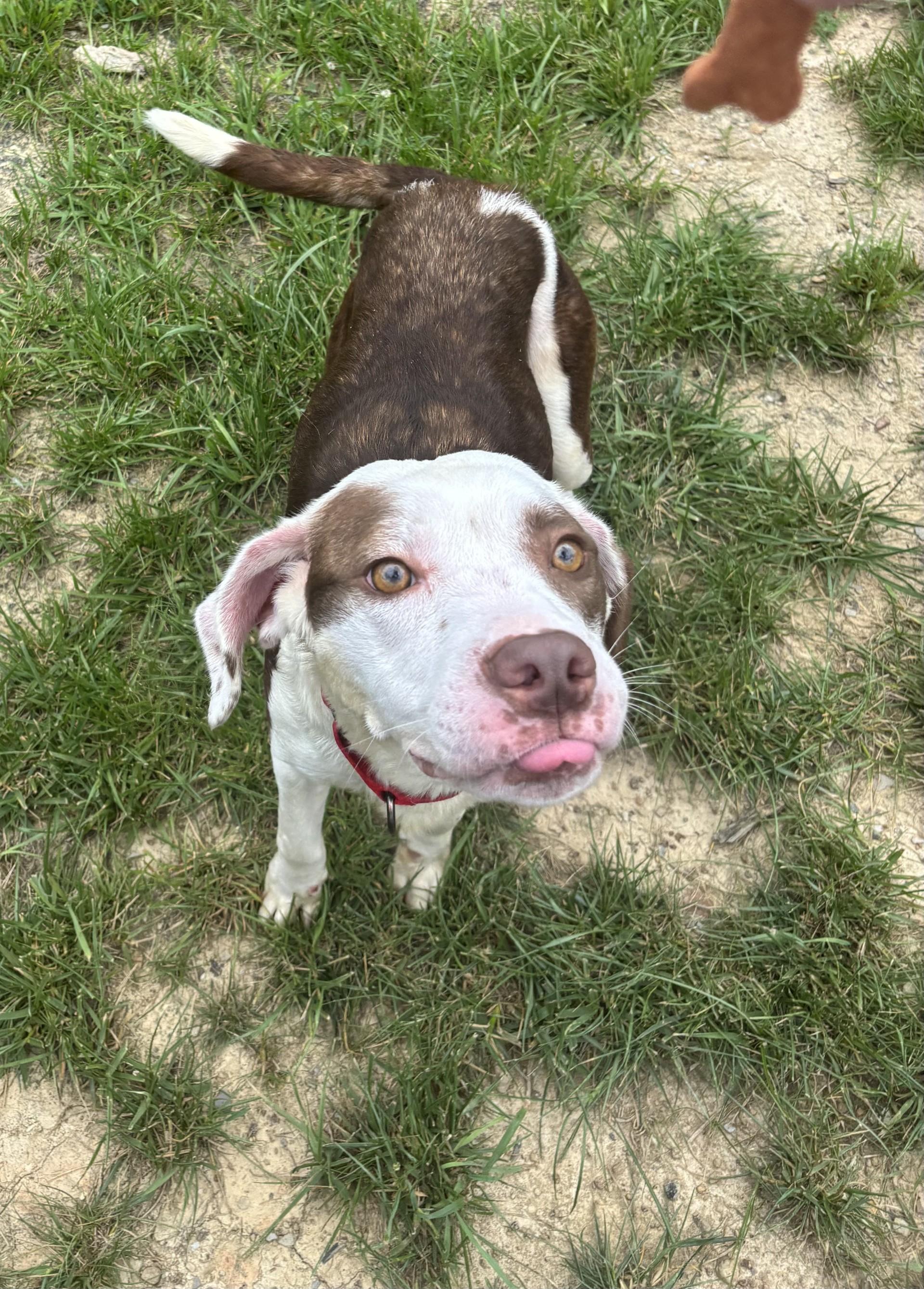 Enlarge Lacuna, a ADOPTABLE mixed breed in Shepherdsville, KY image 1/6