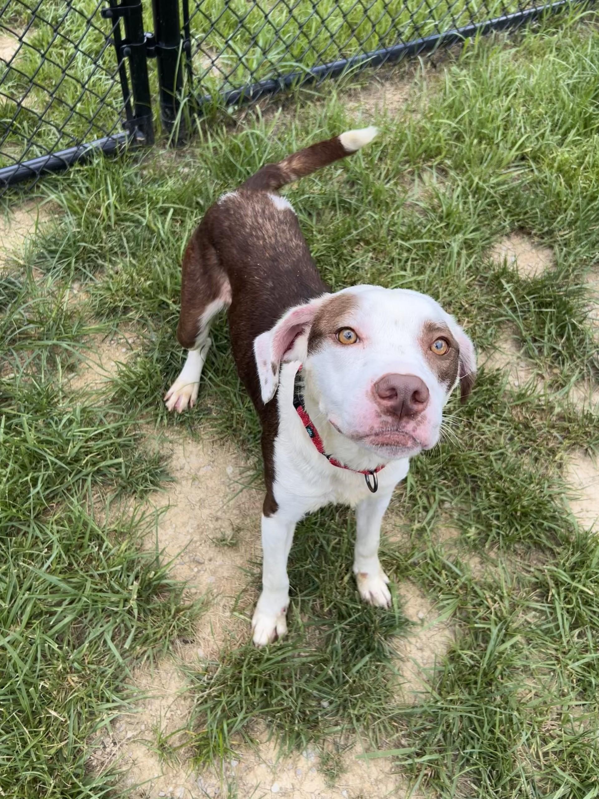Enlarge Lacuna, a ADOPTABLE mixed breed in Shepherdsville, KY image 4/6