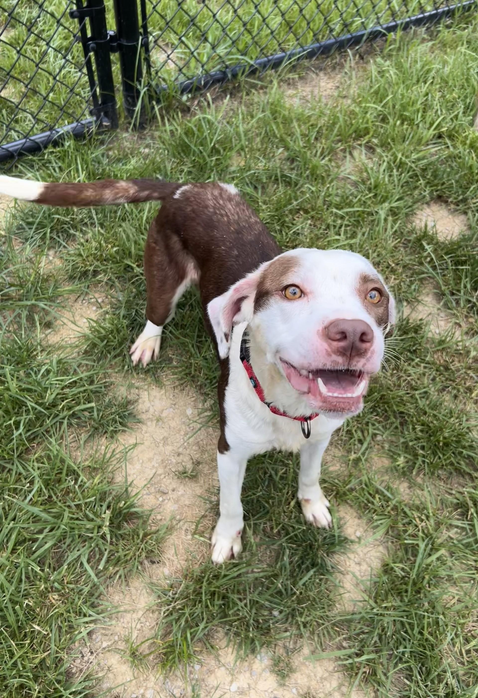 Enlarge Lacuna, a ADOPTABLE mixed breed in Shepherdsville, KY image 2/6
