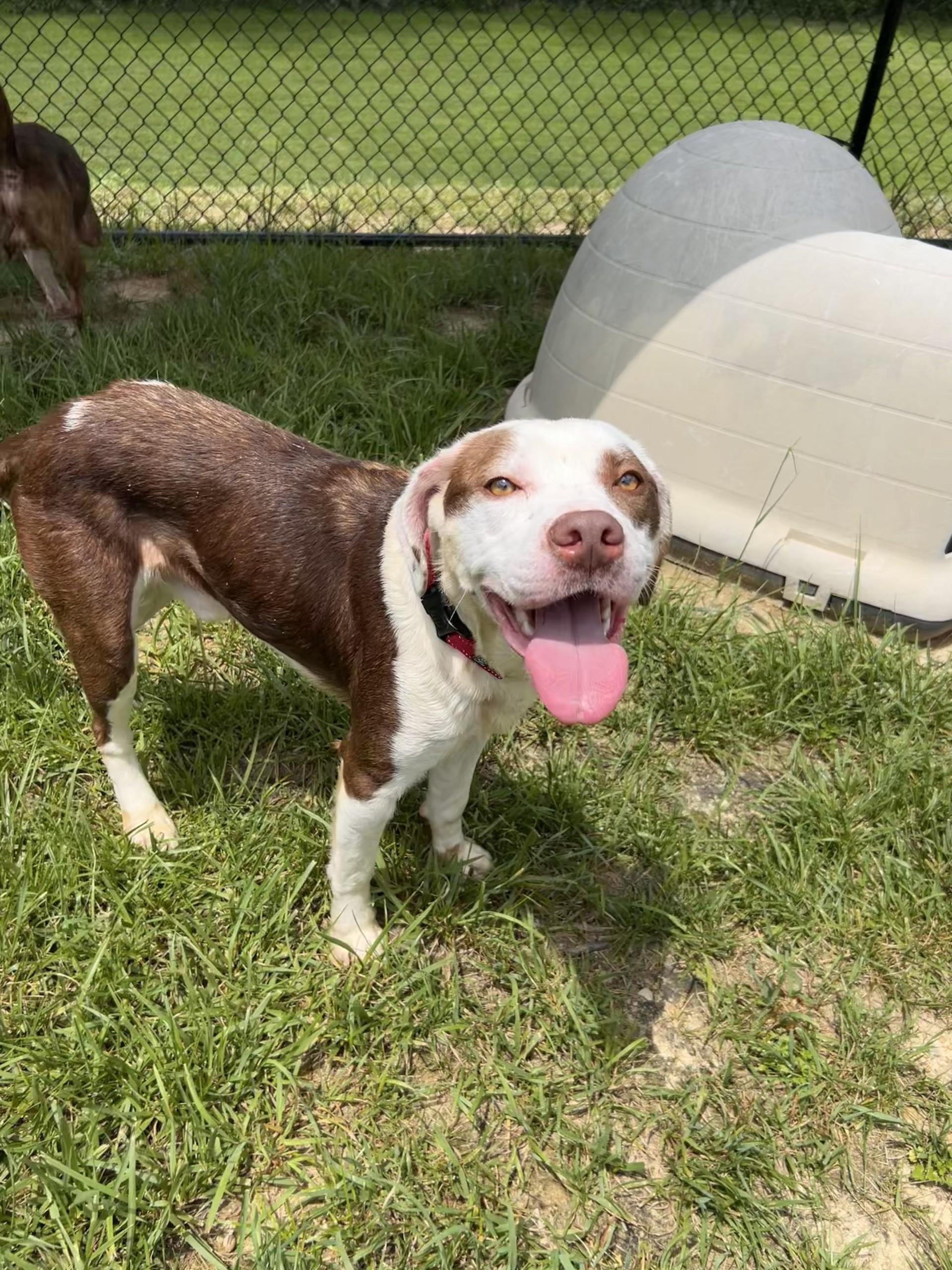 Enlarge Lacuna, a ADOPTABLE mixed breed in Shepherdsville, KY image 6/6