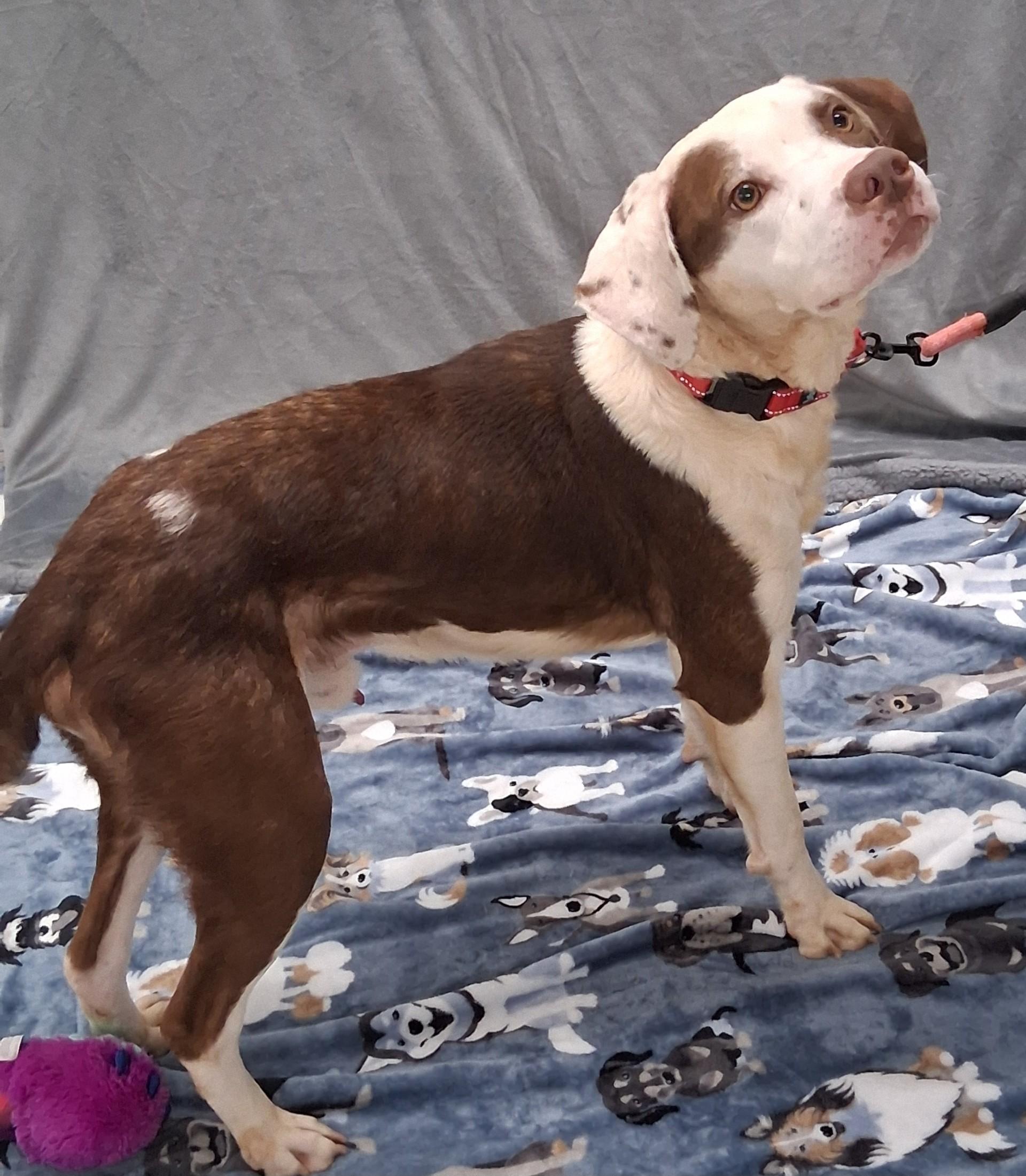 Enlarge Lacuna, a ADOPTABLE mixed breed in Shepherdsville, KY image 3/6