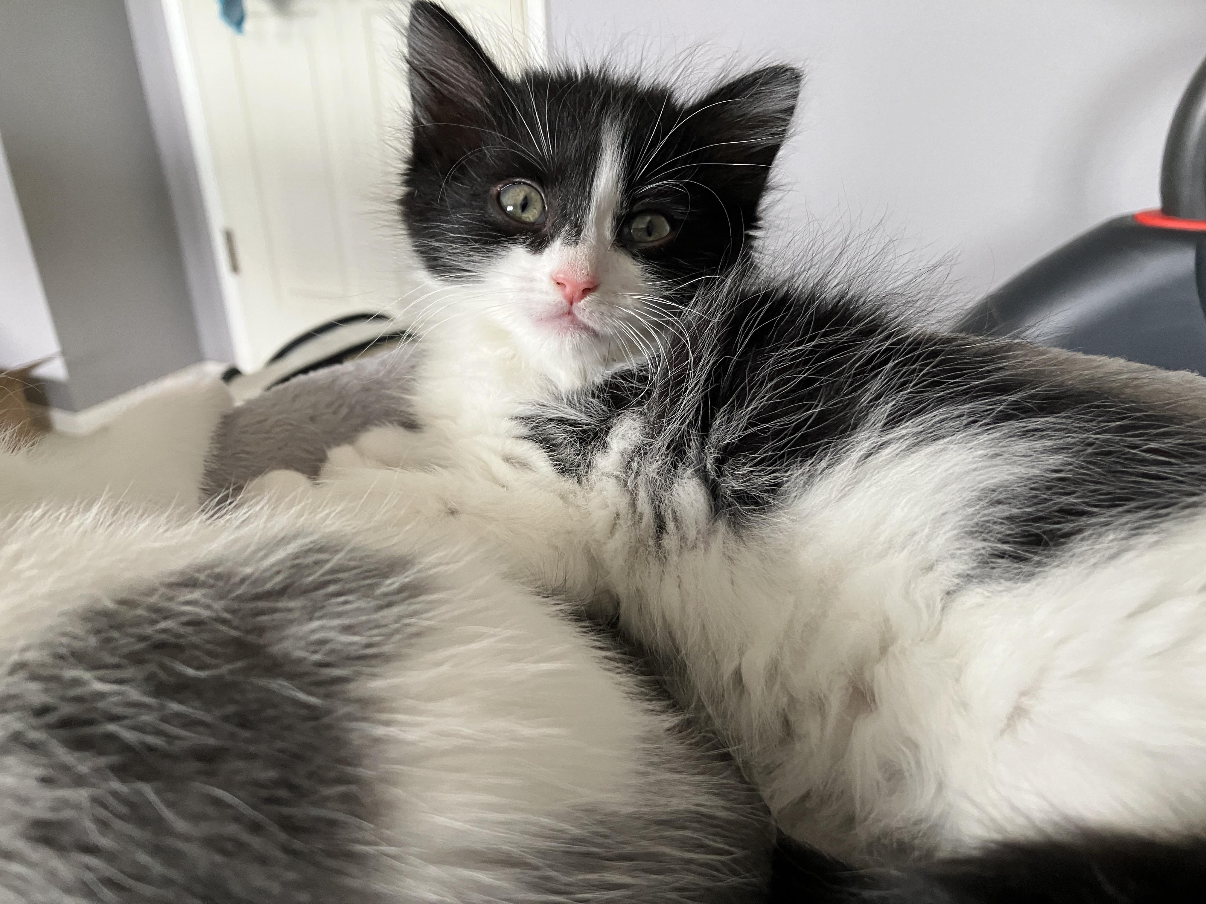 Enlarge Samwise, a Adoptable Domestic Medium Hair in Hillsboro, OR image 4/6