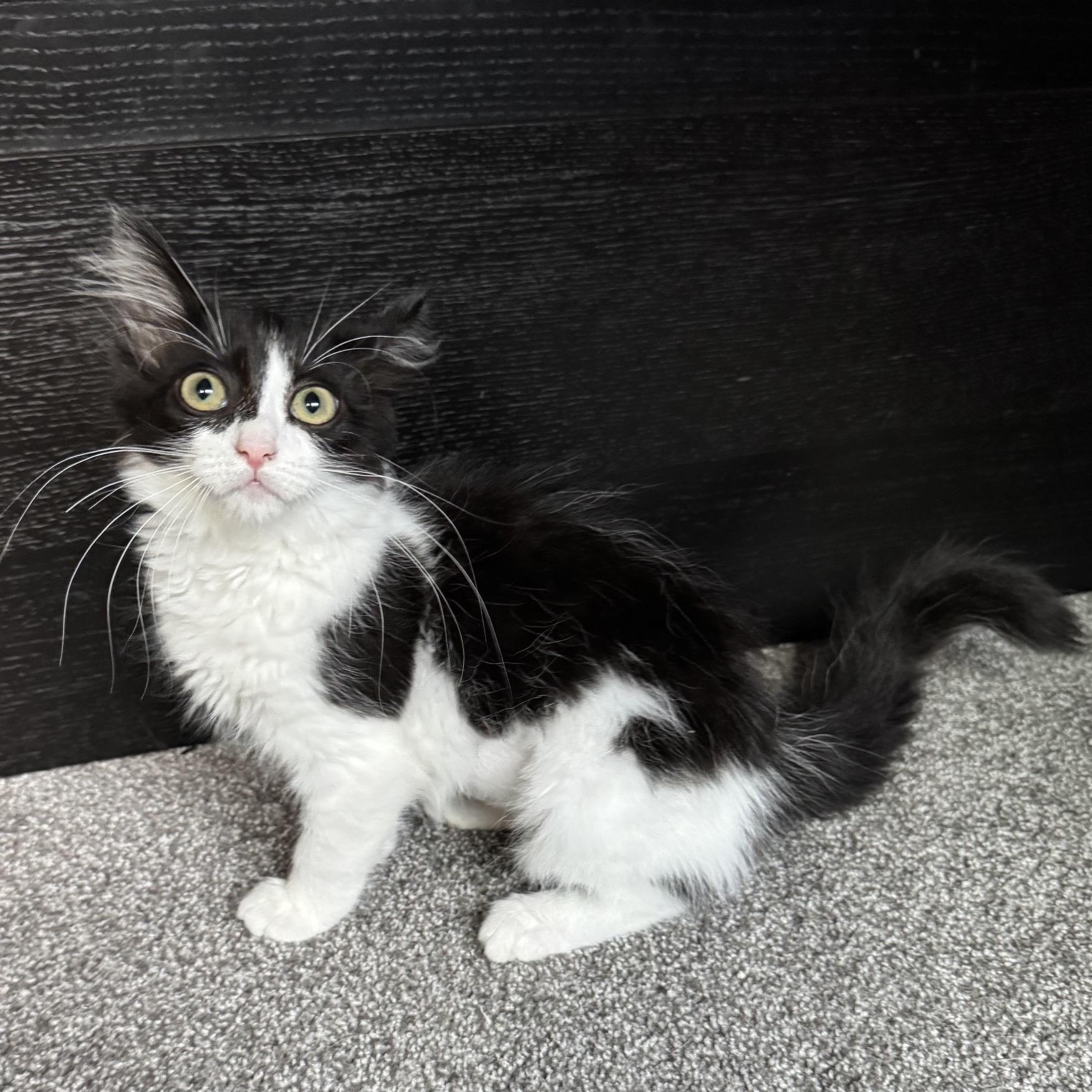 Samwise, Adoptable, Kitten Female Domestic Medium Hair.
