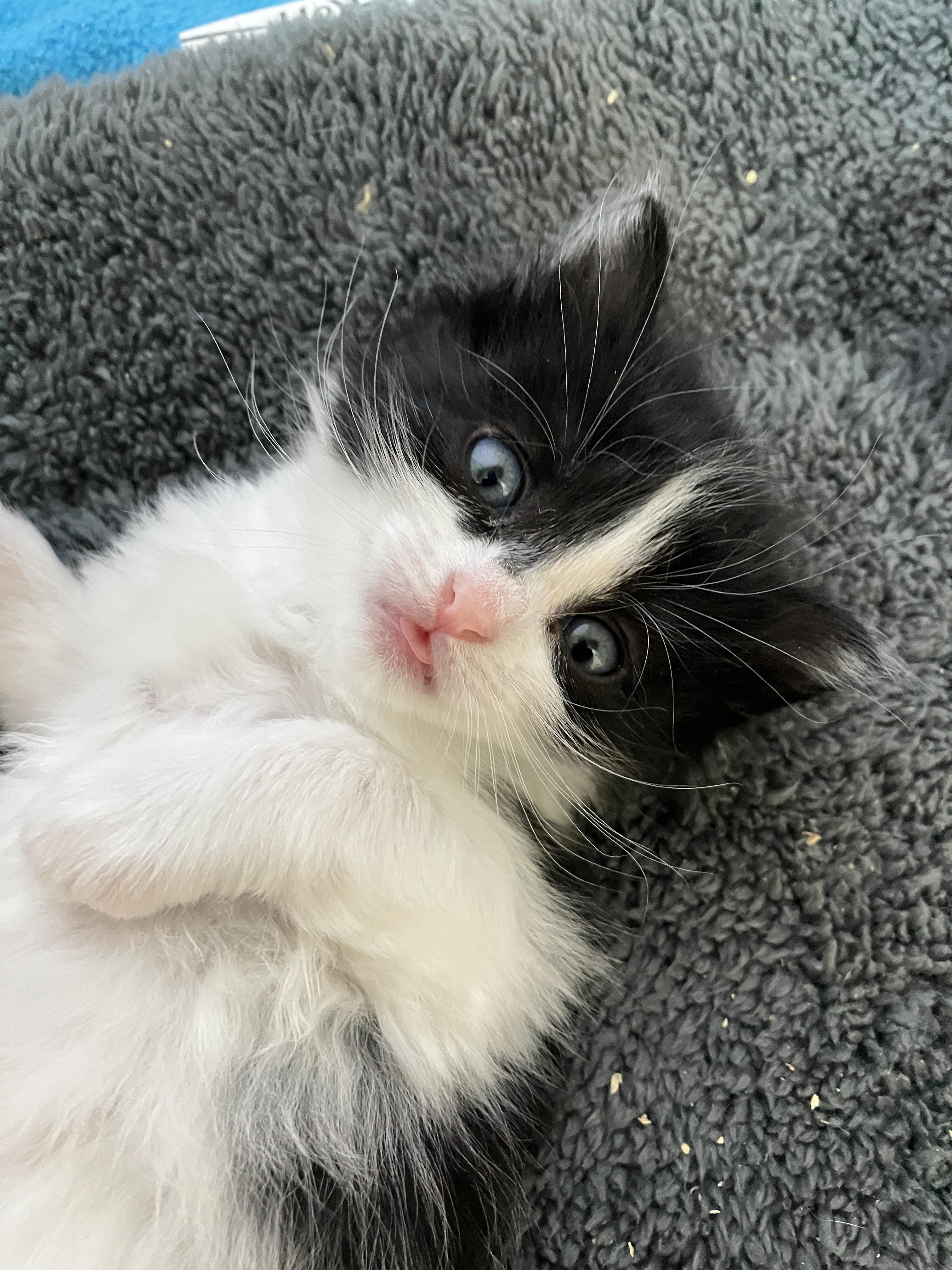 Enlarge Samwise, a Adoptable Domestic Medium Hair in Hillsboro, OR image 6/6