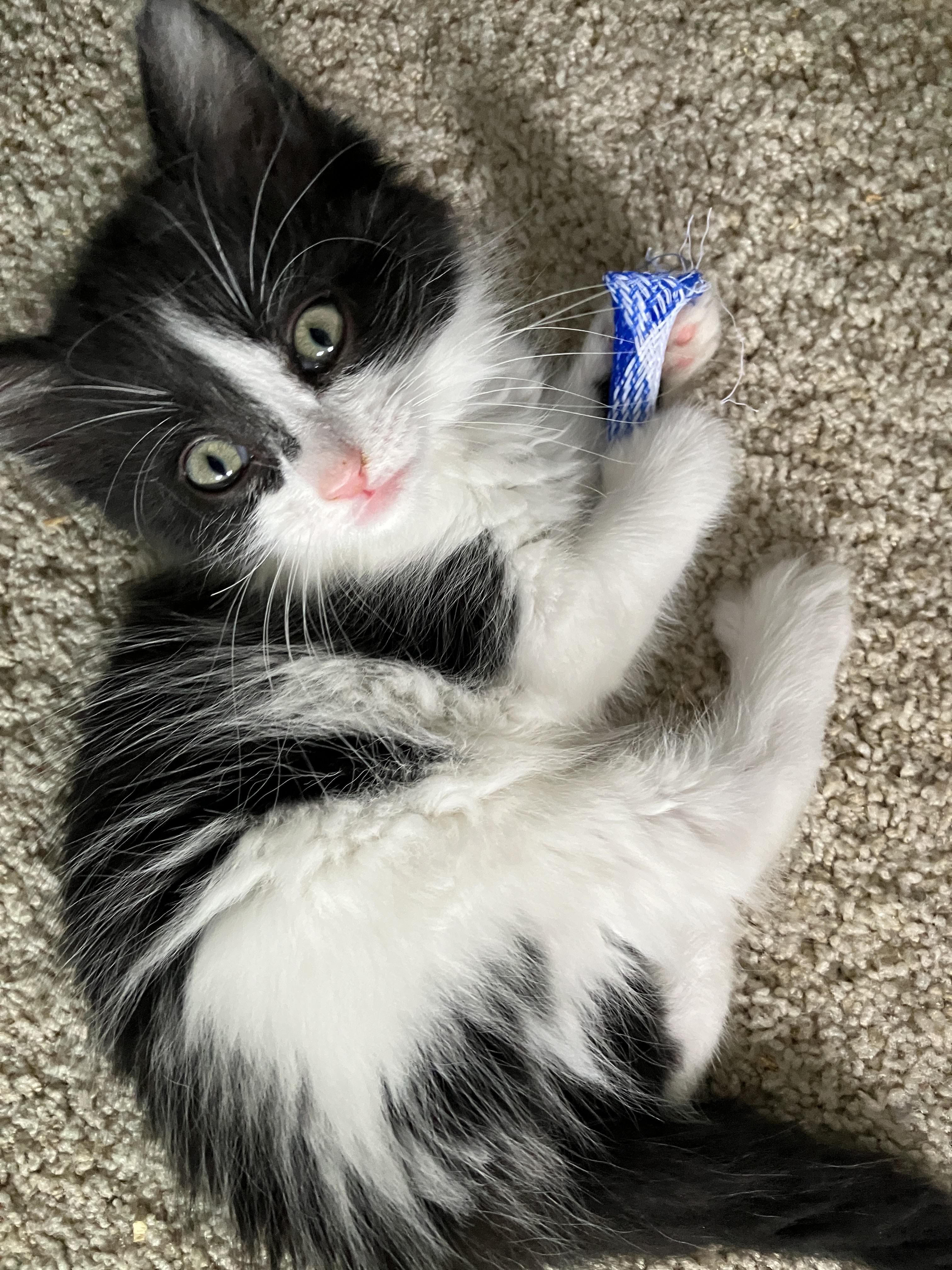 Enlarge Samwise, a Adoptable Domestic Medium Hair in Hillsboro, OR image 5/6