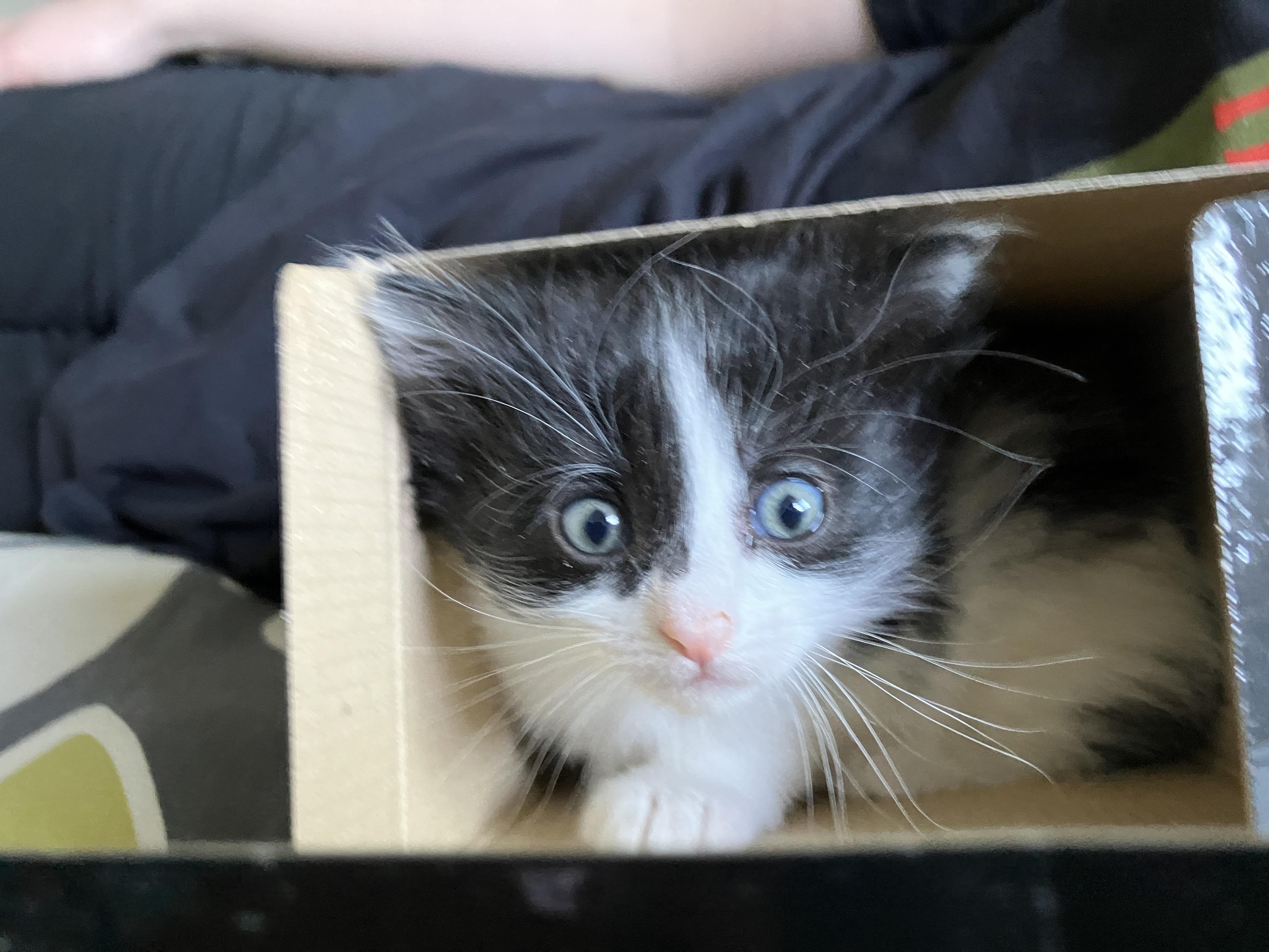 Enlarge Samwise, a Adoptable Domestic Medium Hair in Hillsboro, OR image 3/6