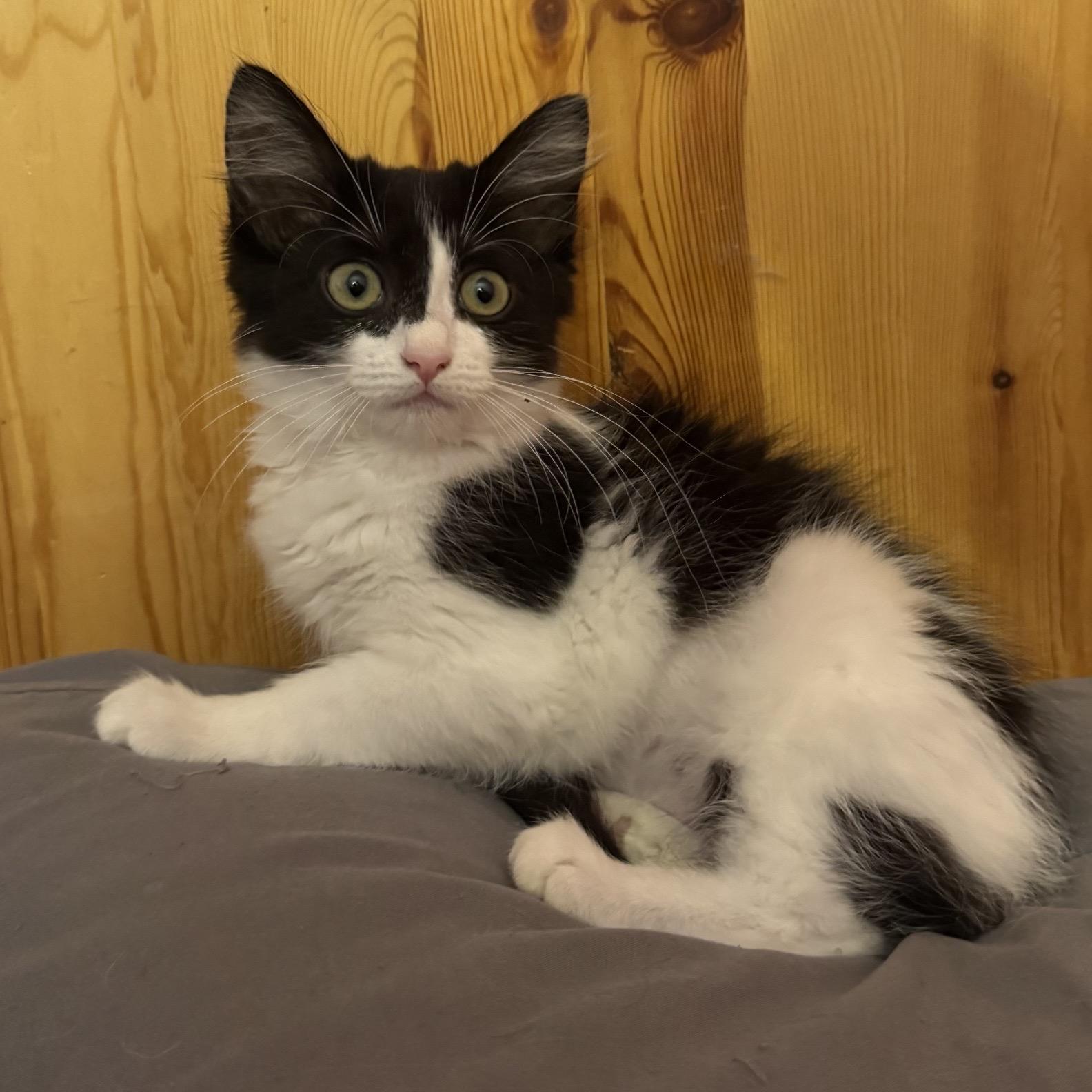 Enlarge Samwise, a Adoptable Domestic Medium Hair in Hillsboro, OR image 2/6