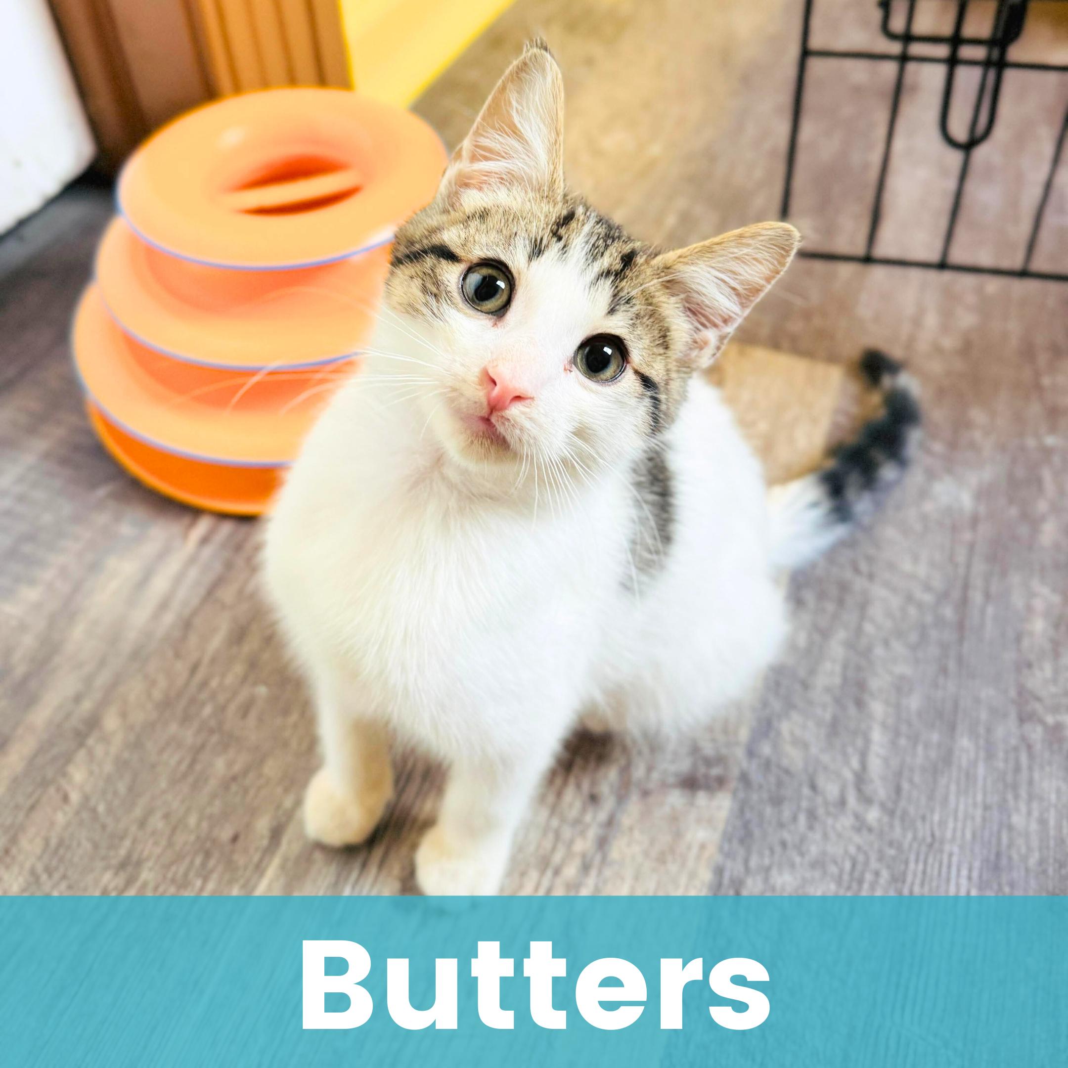 Enlarge Butters, a ADOPTABLE Domestic Short Hair in Rochester , NY image 1/6